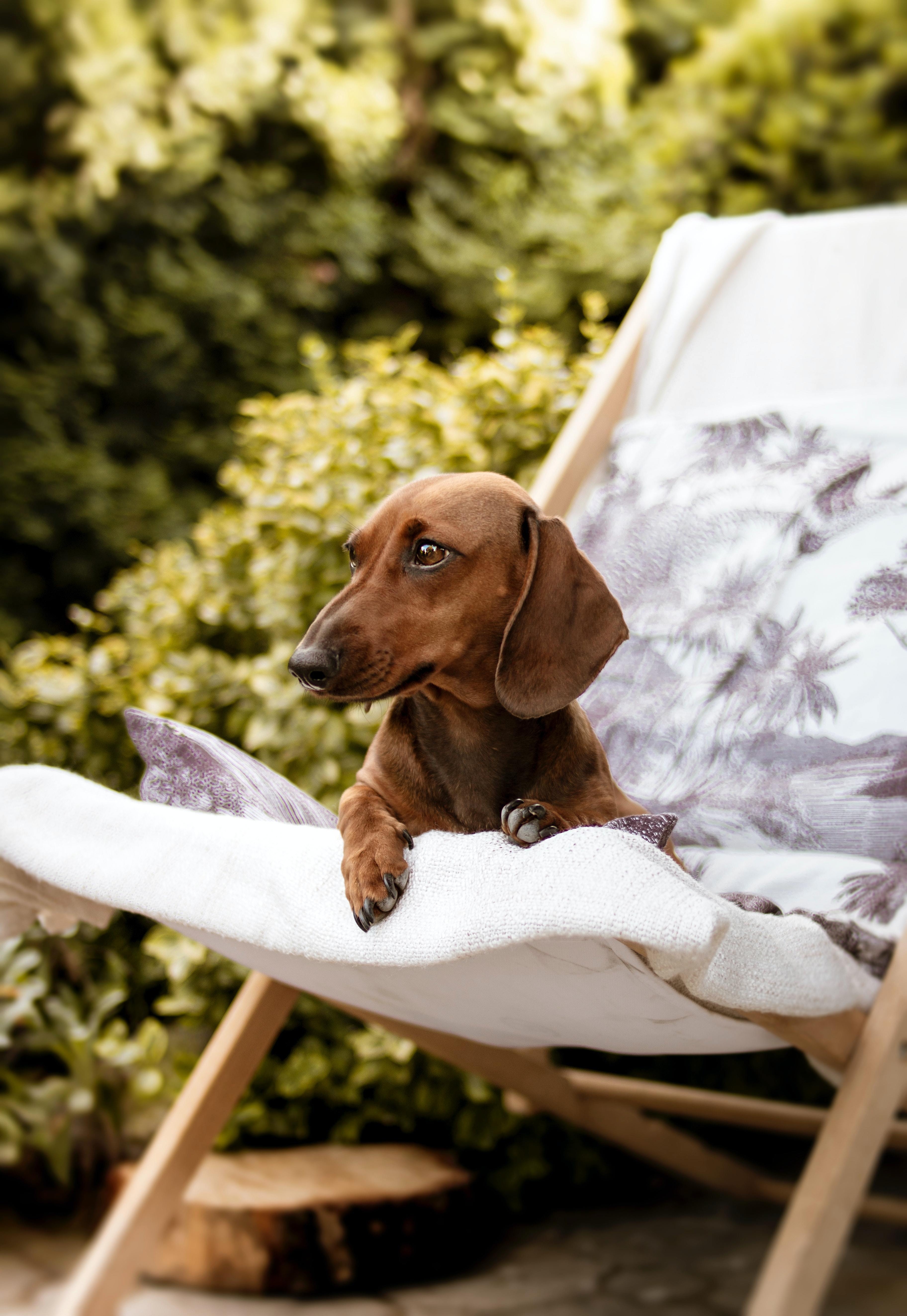vertical-shot-brown-dachshund-dog-sitting-deck-chair.jpg